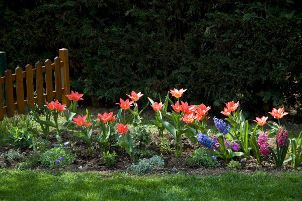 jardin