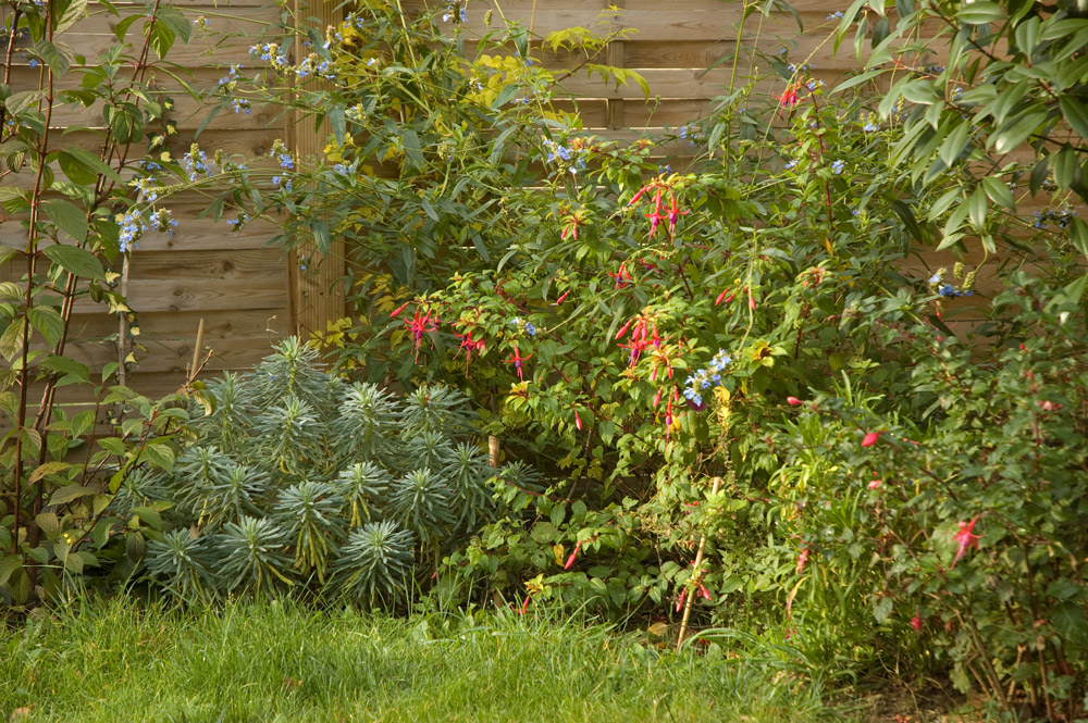 jardin