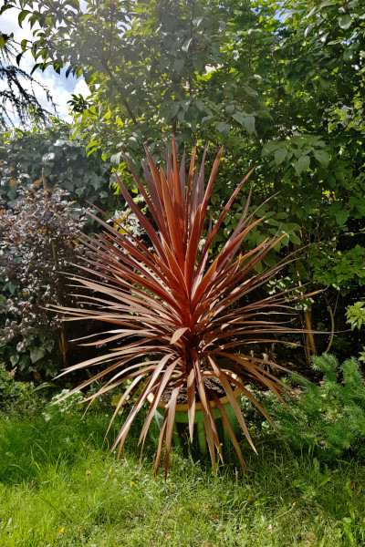 jardin