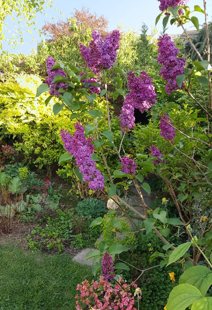jardin