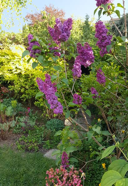 jardin