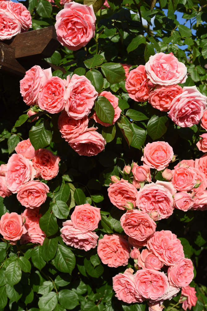 jardin
