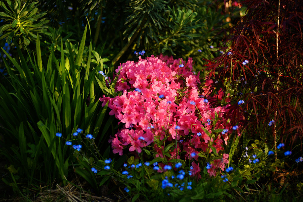jardin