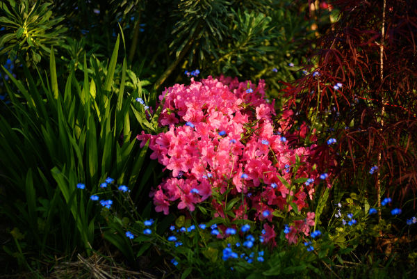 jardin
