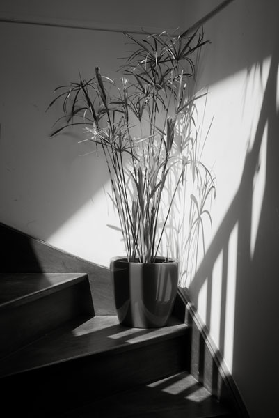habitation