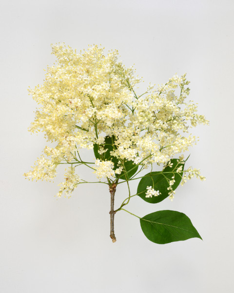 Lilas